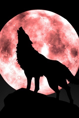 anime wolf crying. Howling_Wolf_Moon
