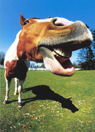 http://www.vedadai.com/assets/images/Paint_Horse_Close_Up.jpg